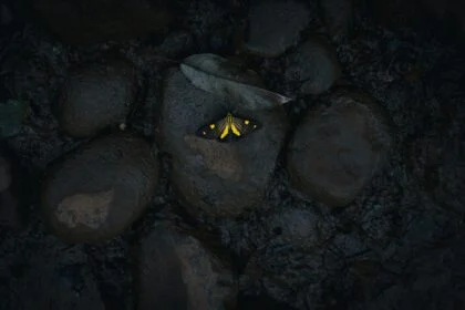 Ninja Moth