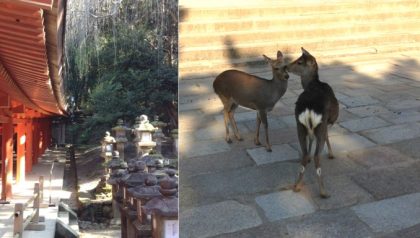 More Deer (and Empresses) than Samurai in Nara!? – Japan Travel